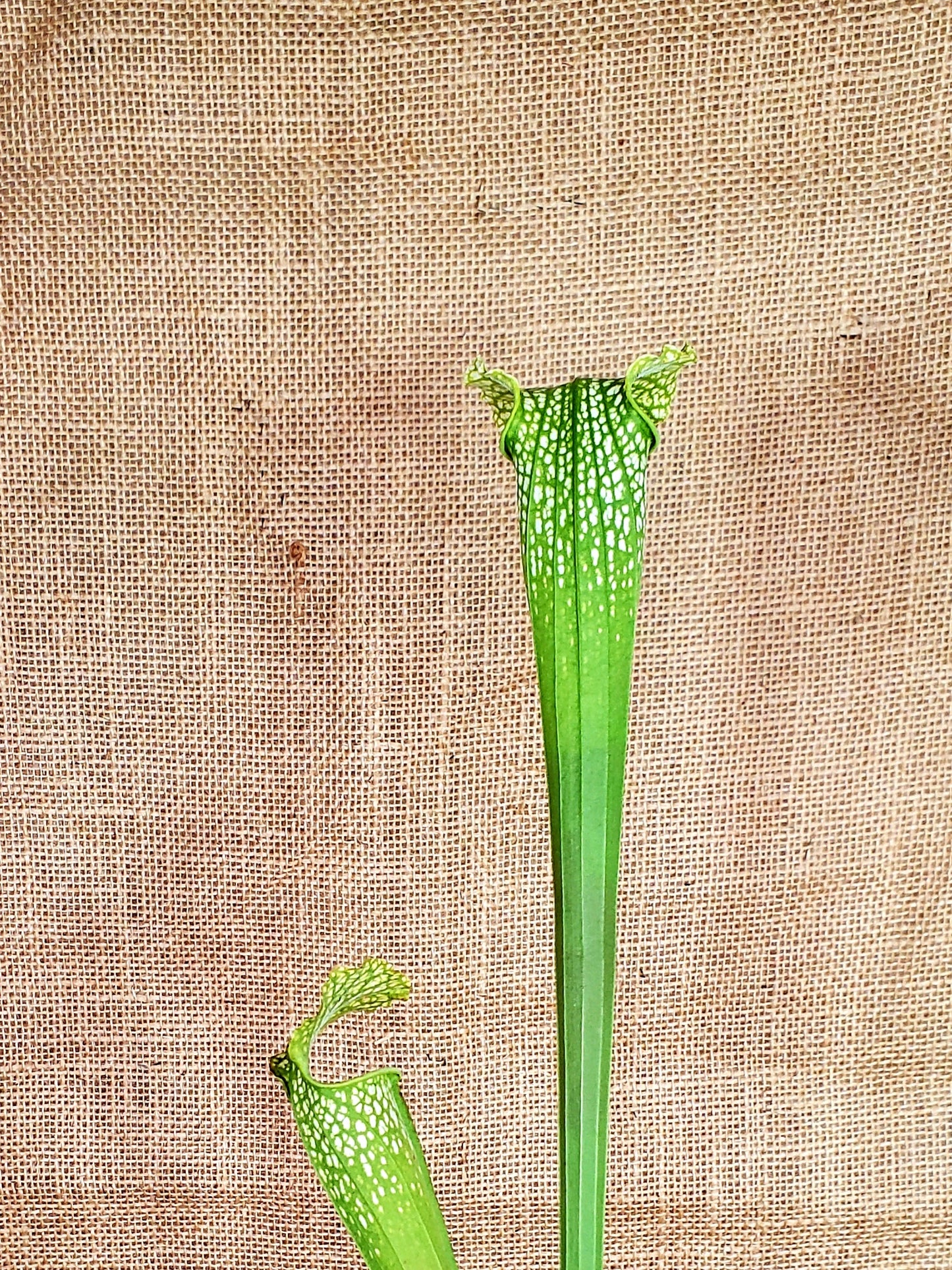 Pitcher Plant - Sarracenia Lemon Yellow Alata x HCW Clone F Carnivorous Live plant