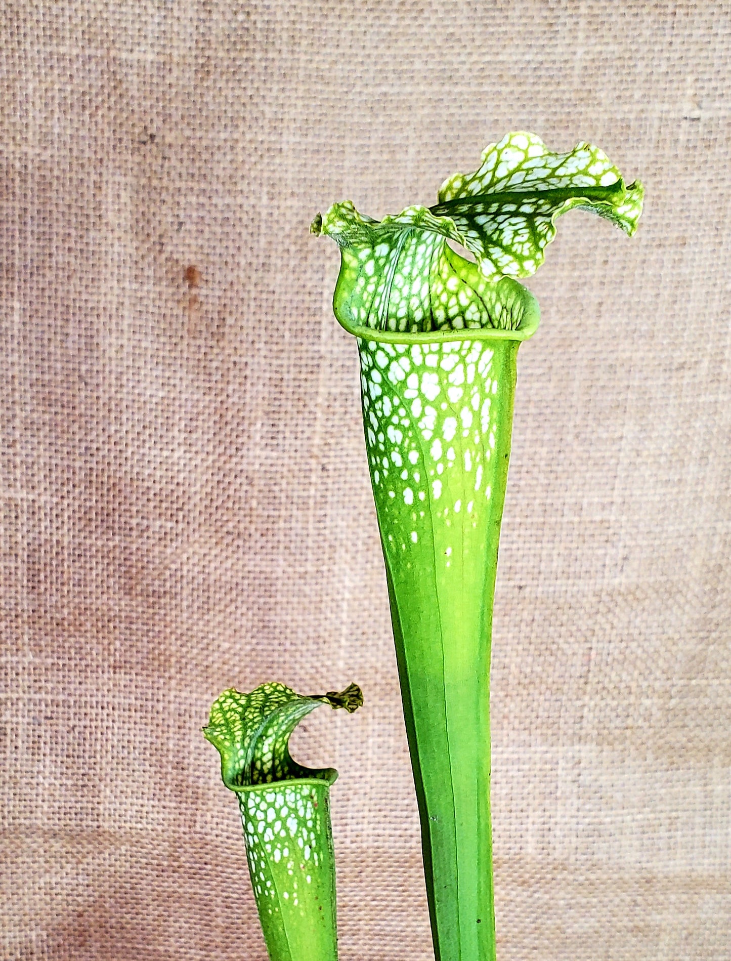 Pitcher Plant - Sarracenia Lemon Yellow Alata x HCW Clone F Carnivorous Live plant