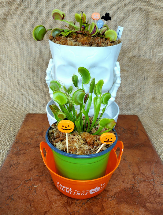 Haunter Flytraps Common Orange- Venus Flytrap Carnivorous Plant