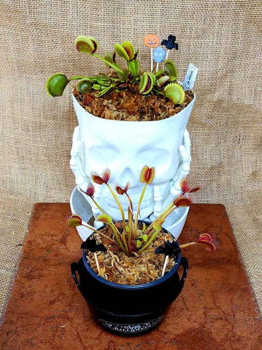 Haunter Flytraps Common Black- Venus Flytrap Carnivorous Plant