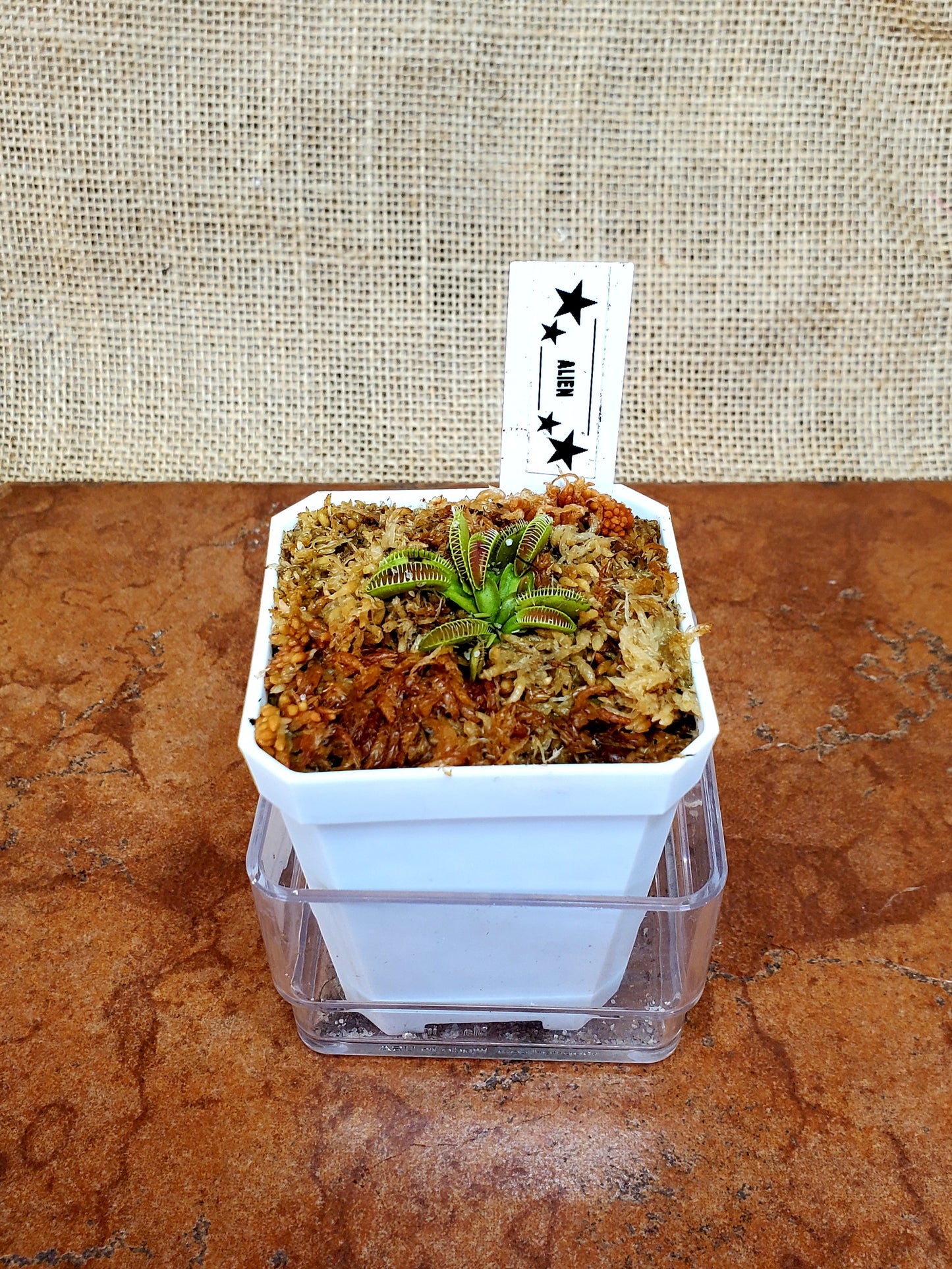Alien - Venus Flytrap Carnivorous Plant small- starter size