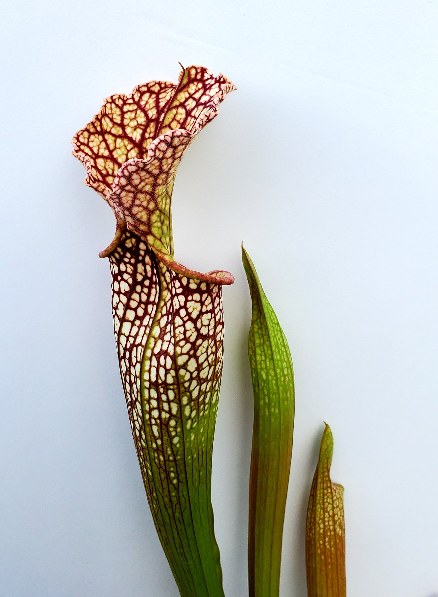 Pitcher Plant - Sarracenia Leucophylla #2 Carnivorous Live Plant
