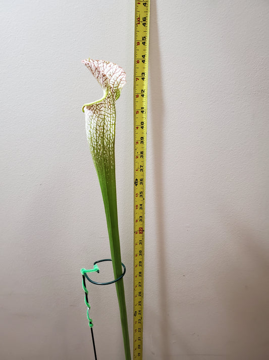 Pitcher Plant - Sarracenia Leucophylla #2 Carnivorous Live Plant