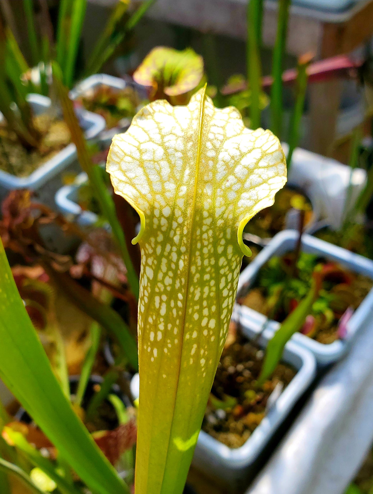 Pitcher Plant - Sarracenia Lemon Yellow Alata x HCW Clone F Carnivorous Live plant