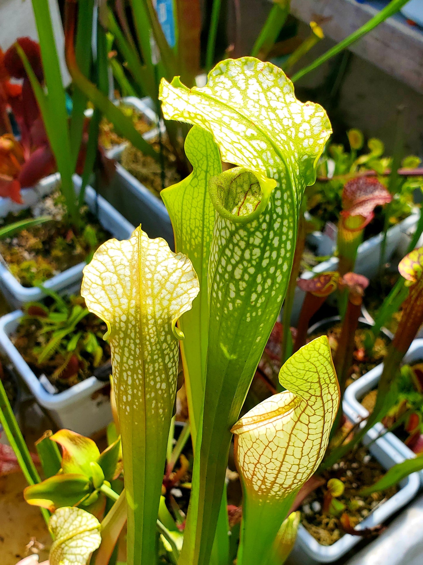 Pitcher Plant - Sarracenia Lemon Yellow Alata x HCW Clone F Carnivorous Live plant
