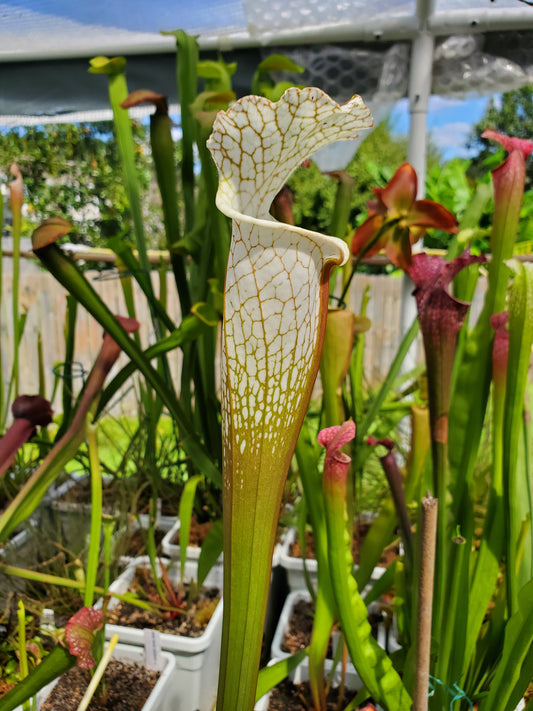 Pitcher Plant - Sarracenia Hurricane Creek White clone F Carnivorous Live Plant