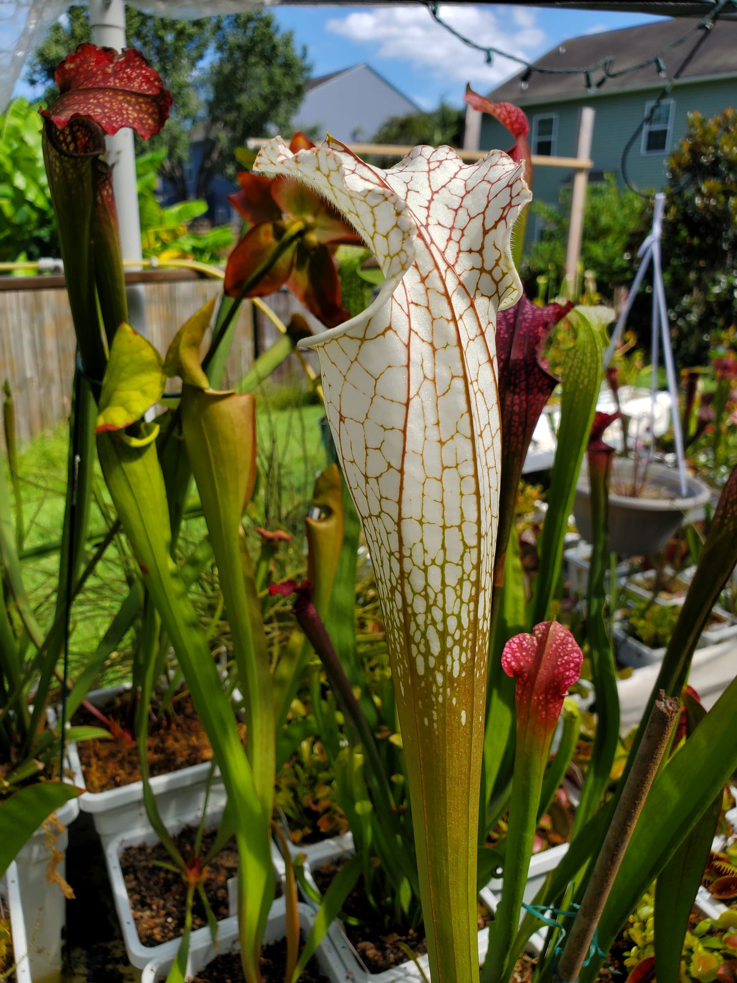 Pitcher Plant - Sarracenia Hurricane Creek White clone F Carnivorous Live Plant