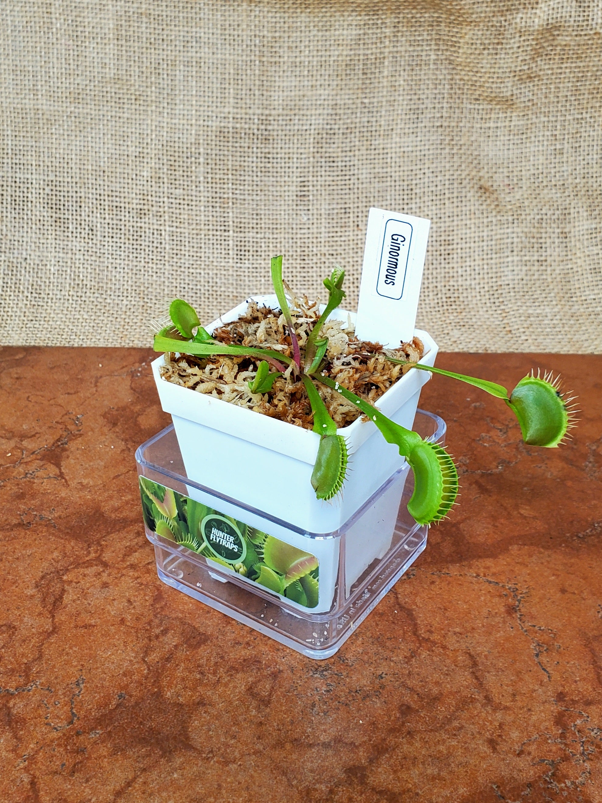 Ginormous - Venus Flytrap Carnivorous Plant – Hunter Flytraps