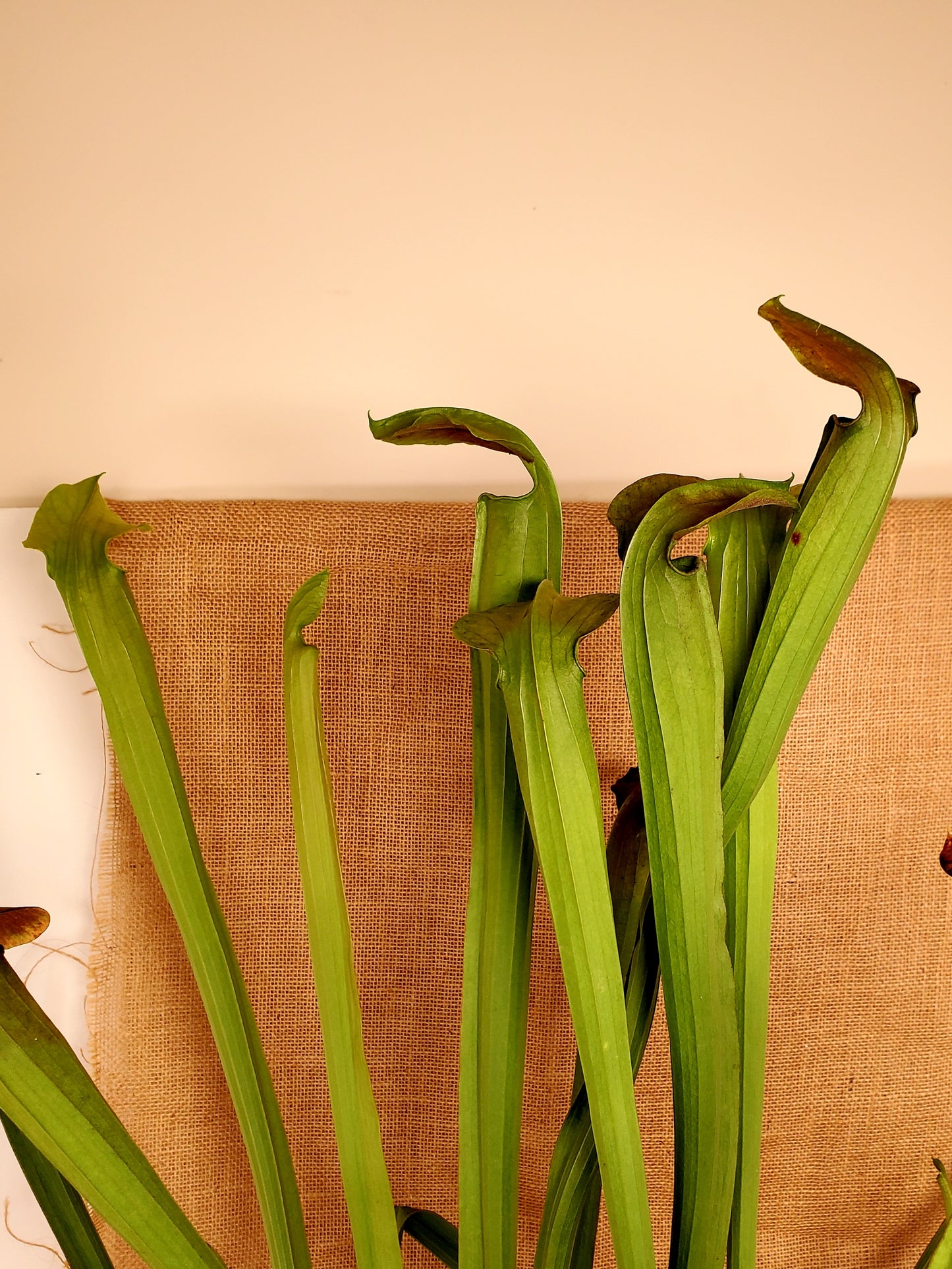 Pitcher Plant - Sarracenia Alata Carnivorous Live Plant