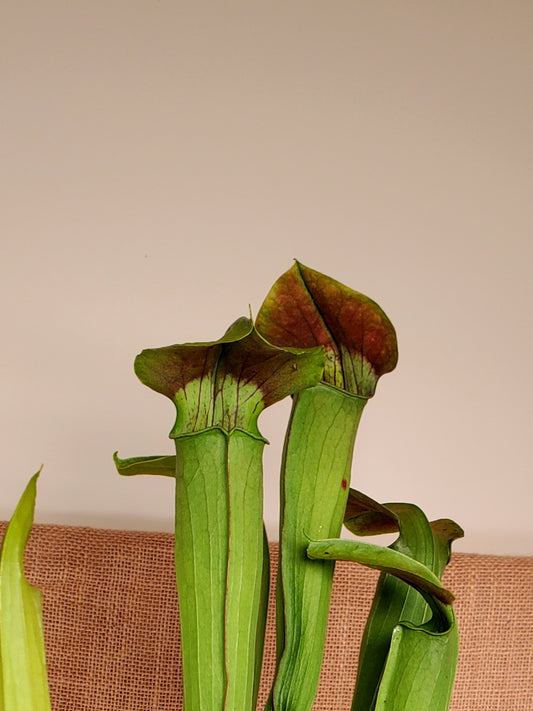 Pitcher Plant - Sarracenia Alata Carnivorous Live Plant