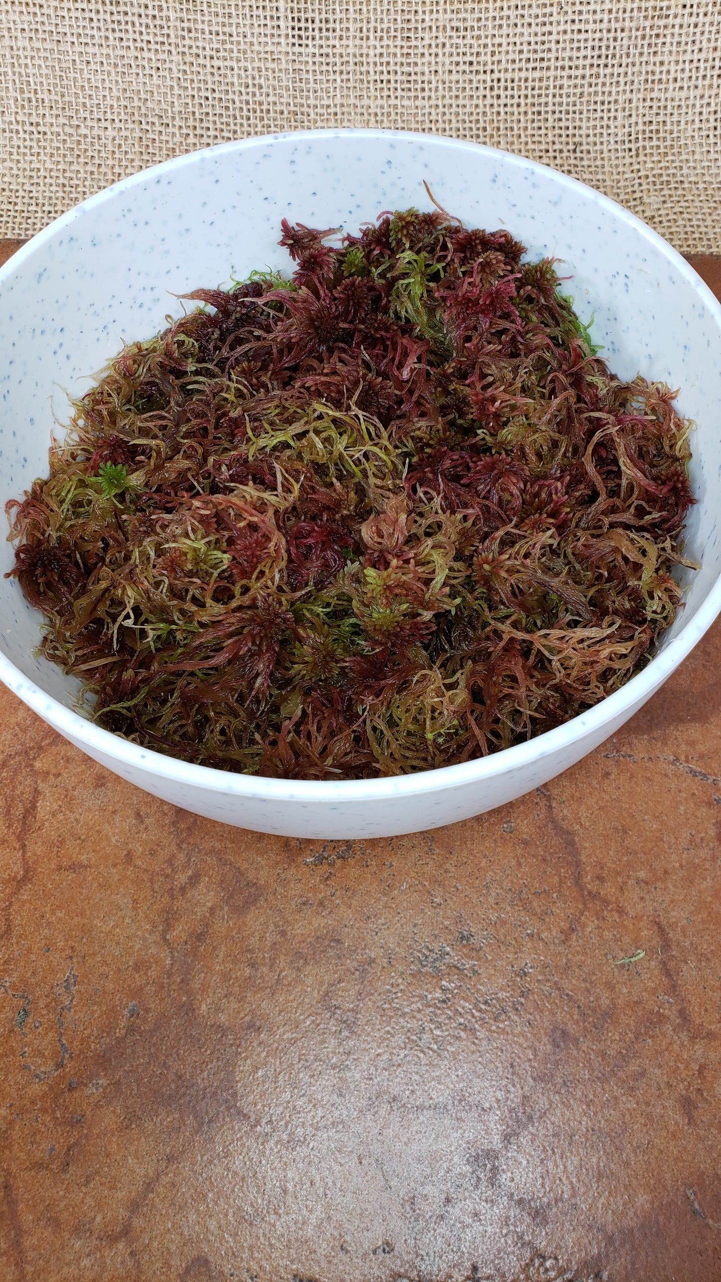 Sphagnum Red Live moss