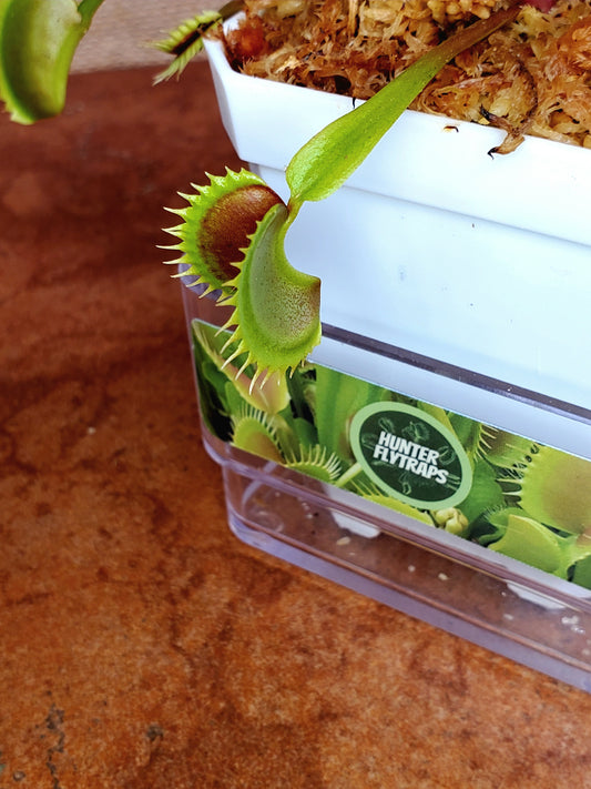Hunter Flytraps B52 x Jaws 2020 #3 - Venus Flytrap Carnivorous Plant