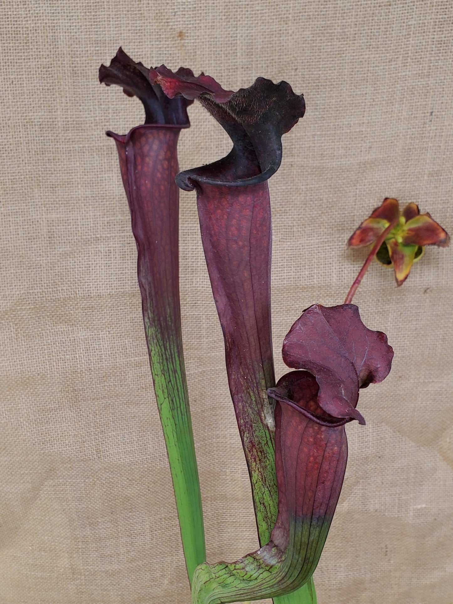 Pitcher Plant - Sarracenia Bloodmoon Carnivorous Live Plant