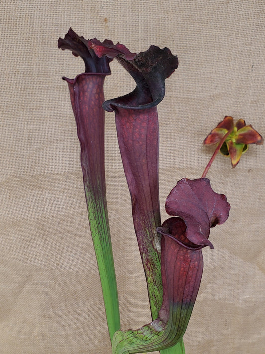 Pitcher Plant - Sarracenia Bloodmoon Carnivorous plant