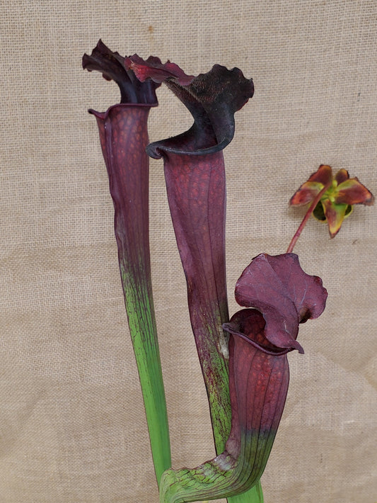Pitcher Plant - Sarracenia Bloodmoon Carnivorous Live Plant