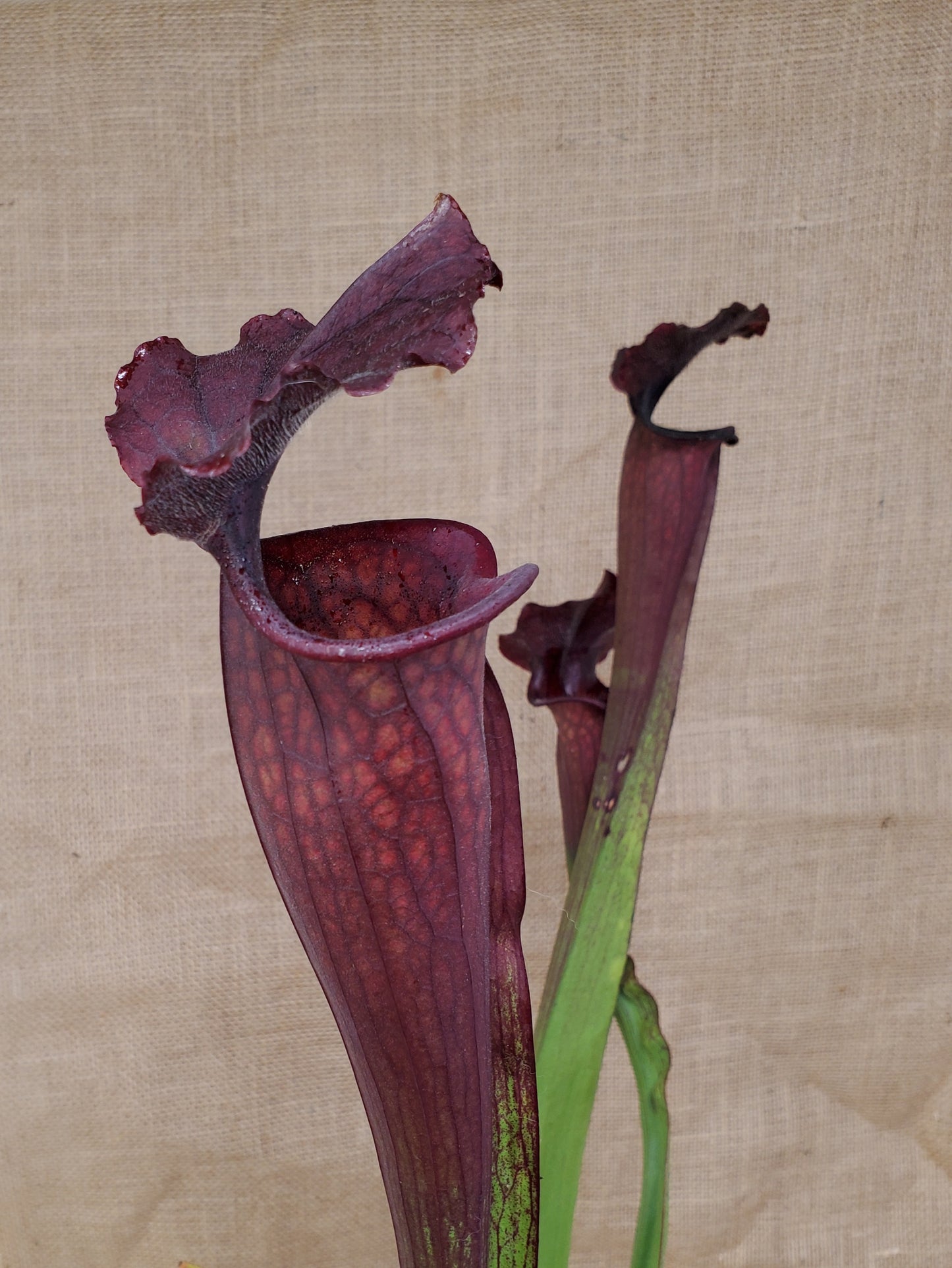 Pitcher Plant - Sarracenia Bloodmoon Carnivorous Live Plant