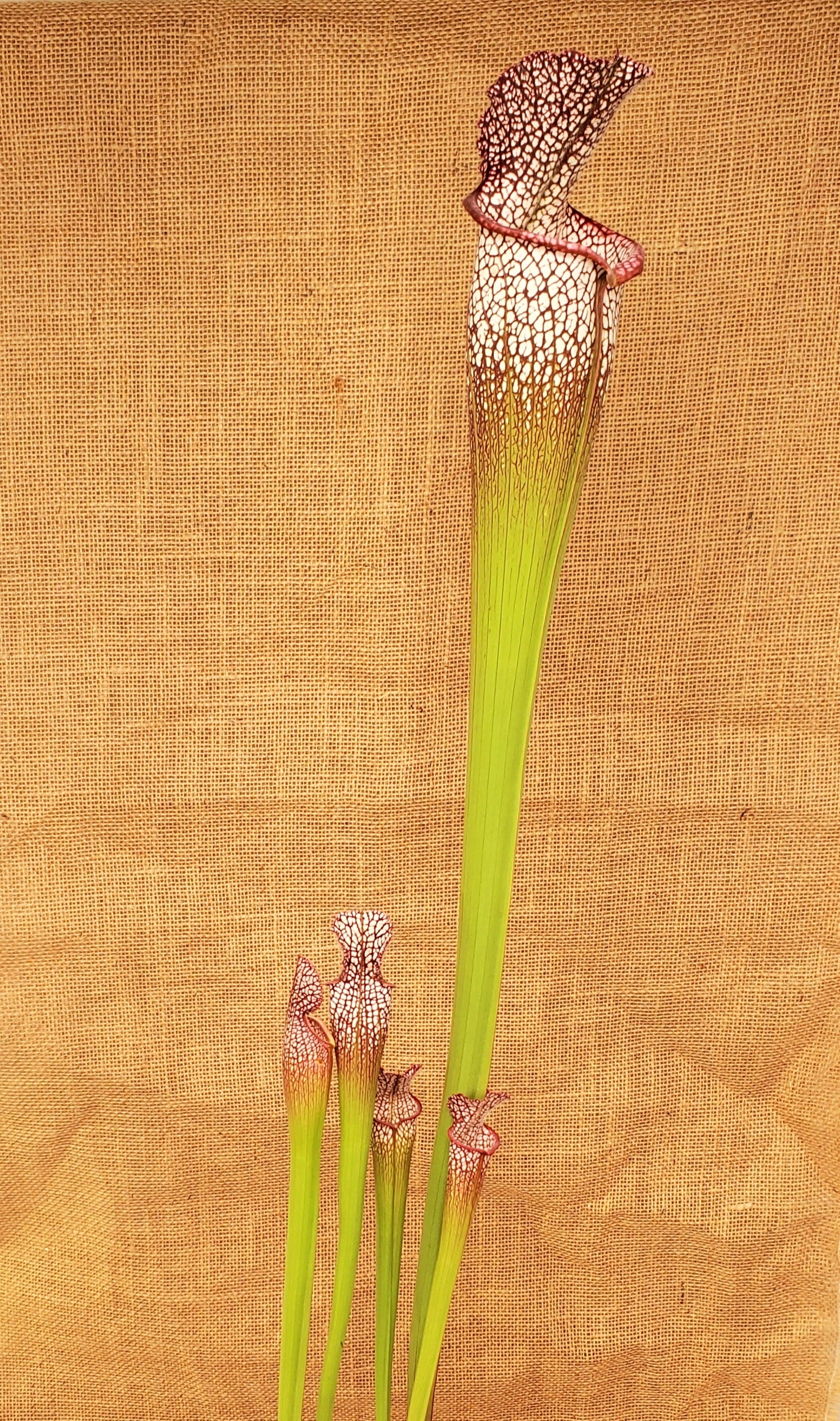 Pitcher Plant - Sarracenia Leucophylla Samson x Elvis Wilkerson Carnivorous Live Plant