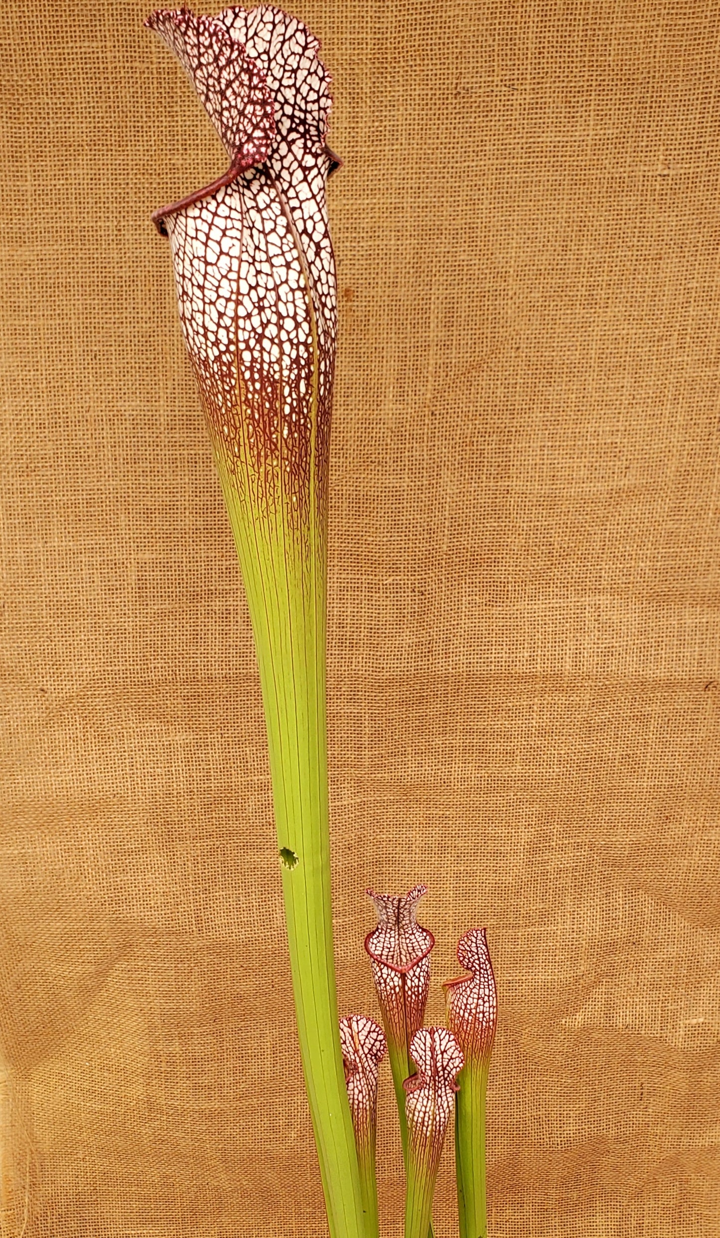 Pitcher Plant - Sarracenia Leucophylla Samson x Elvis Wilkerson Carnivorous Live Plant