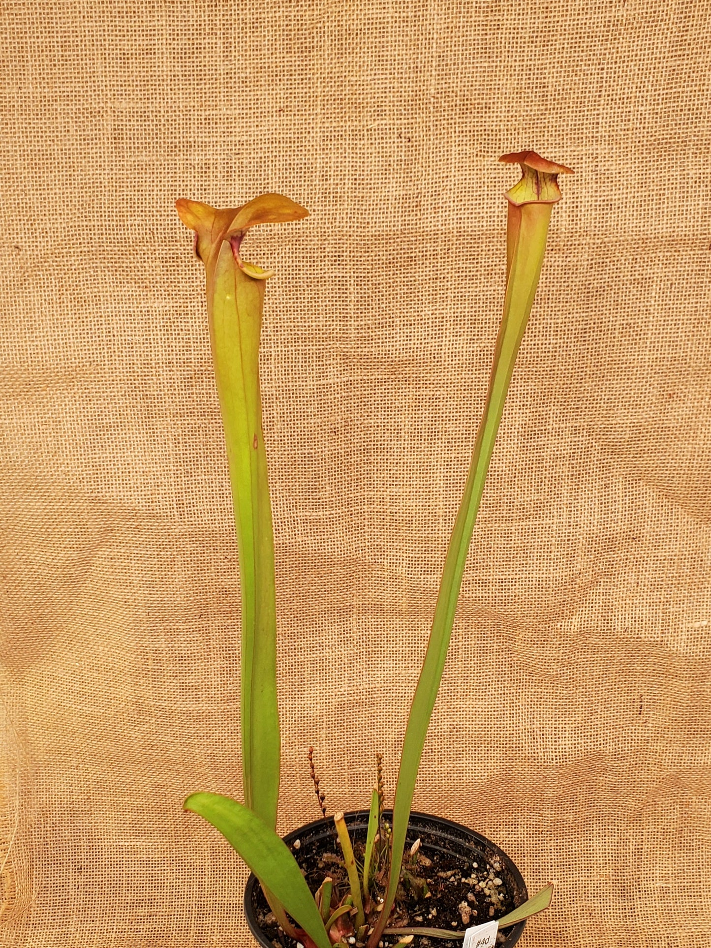 Pitcher Plant - Sarracenia Flava var Rugelli Eastern AL Carnivorous Live Plant