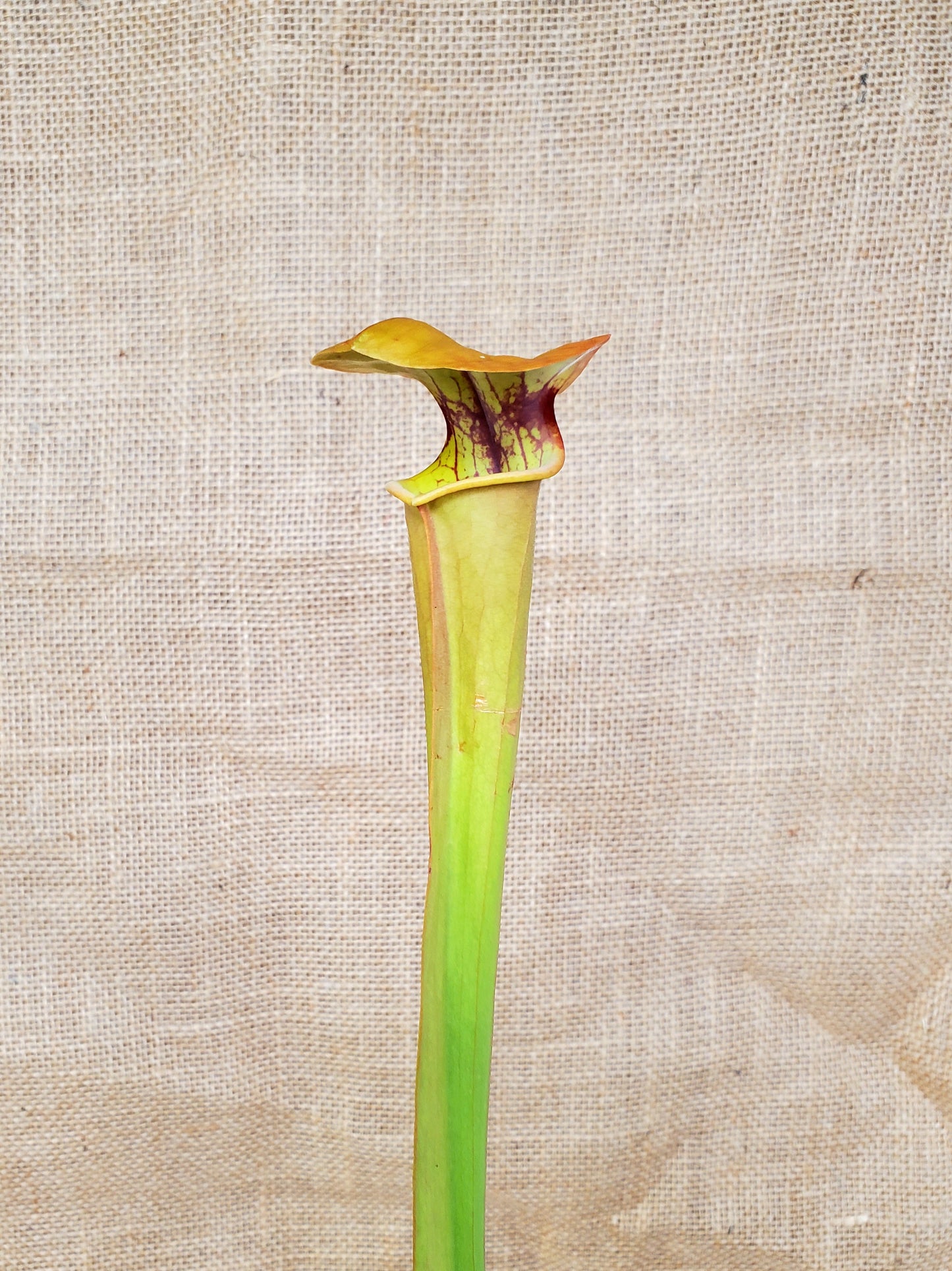 Pitcher Plant - Sarracenia Flava var Rugelli Eastern AL Carnivorous Live Plant