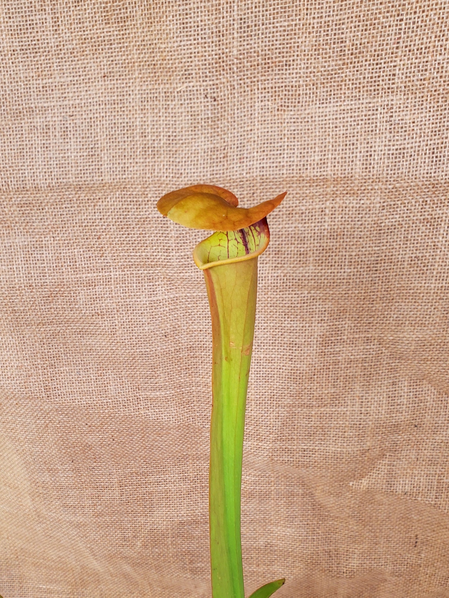 Pitcher Plant - Sarracenia Flava var Rugelli Eastern AL Carnivorous Live Plant