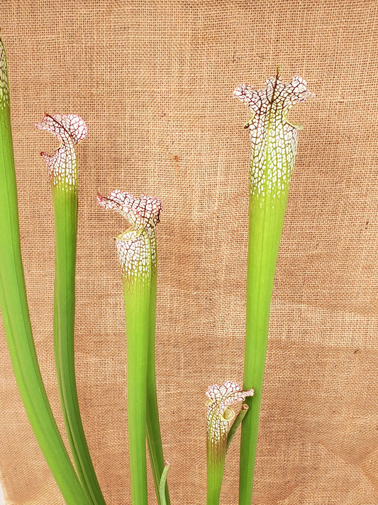 Pitcher Plant - Sarracenia Various Clone Leucophylla - Carnivorous Live Plant