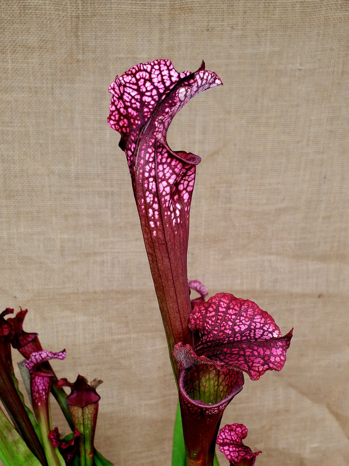 Pitcher Plant - Sarracenia Moorei x Red Tube Carnivorous Live Plant