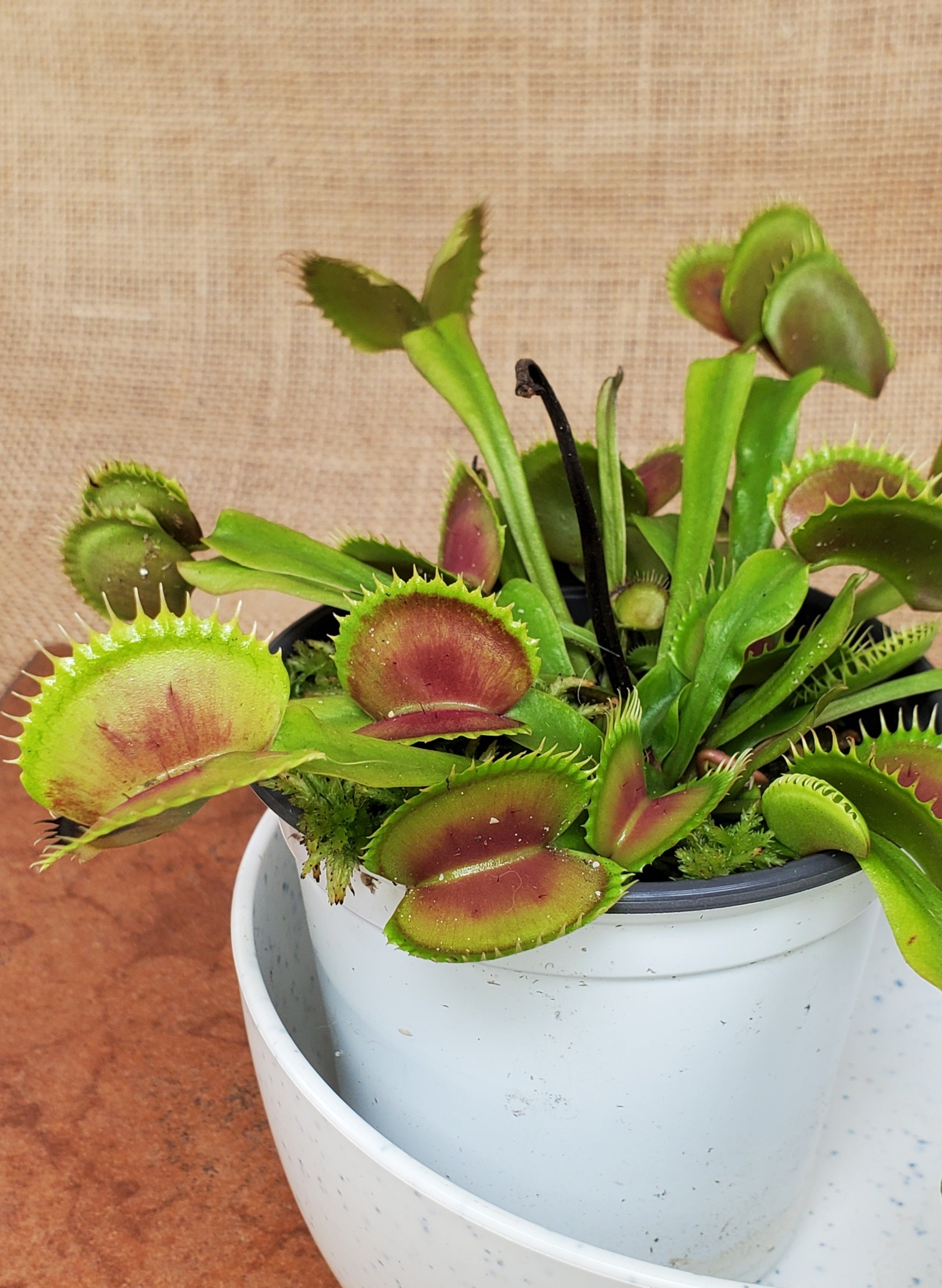 バイオレットレイ×ニコラテスラ New 🔥 Nike Hot Step Air Terra Drake NOCTA Violet Haze Mens Size