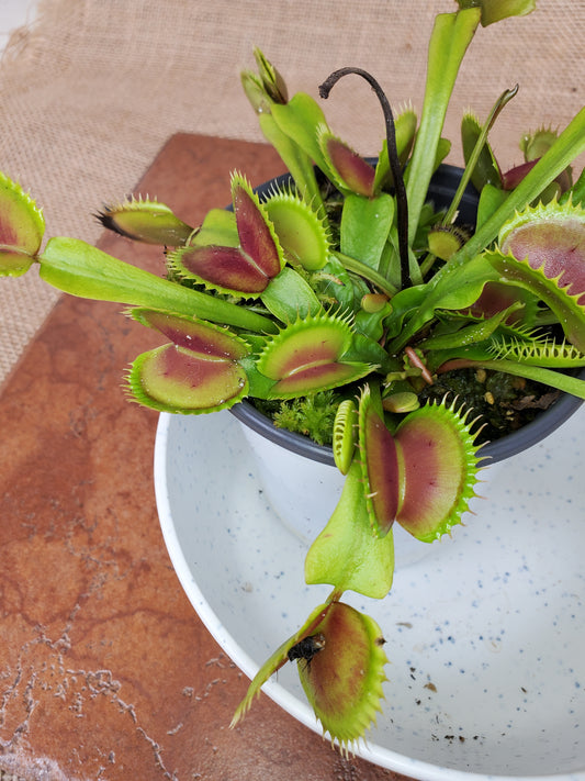 Trev's Supernova - Venus Flytrap Carnivorous Plant