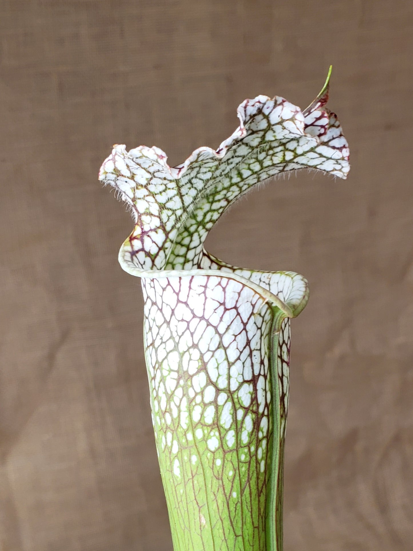 Pitcher Plant - Sarracenia Various Clone Leucophylla - Carnivorous Live Plant