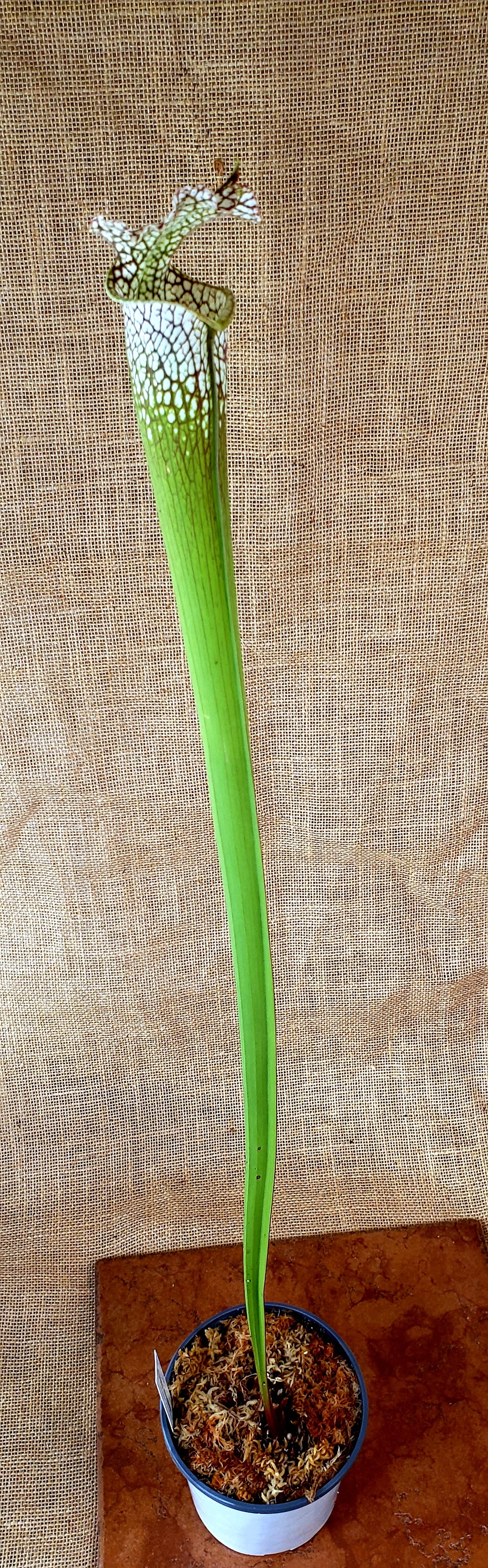 Pitcher Plant - Sarracenia Various Clone Leucophylla - Carnivorous Live Plant