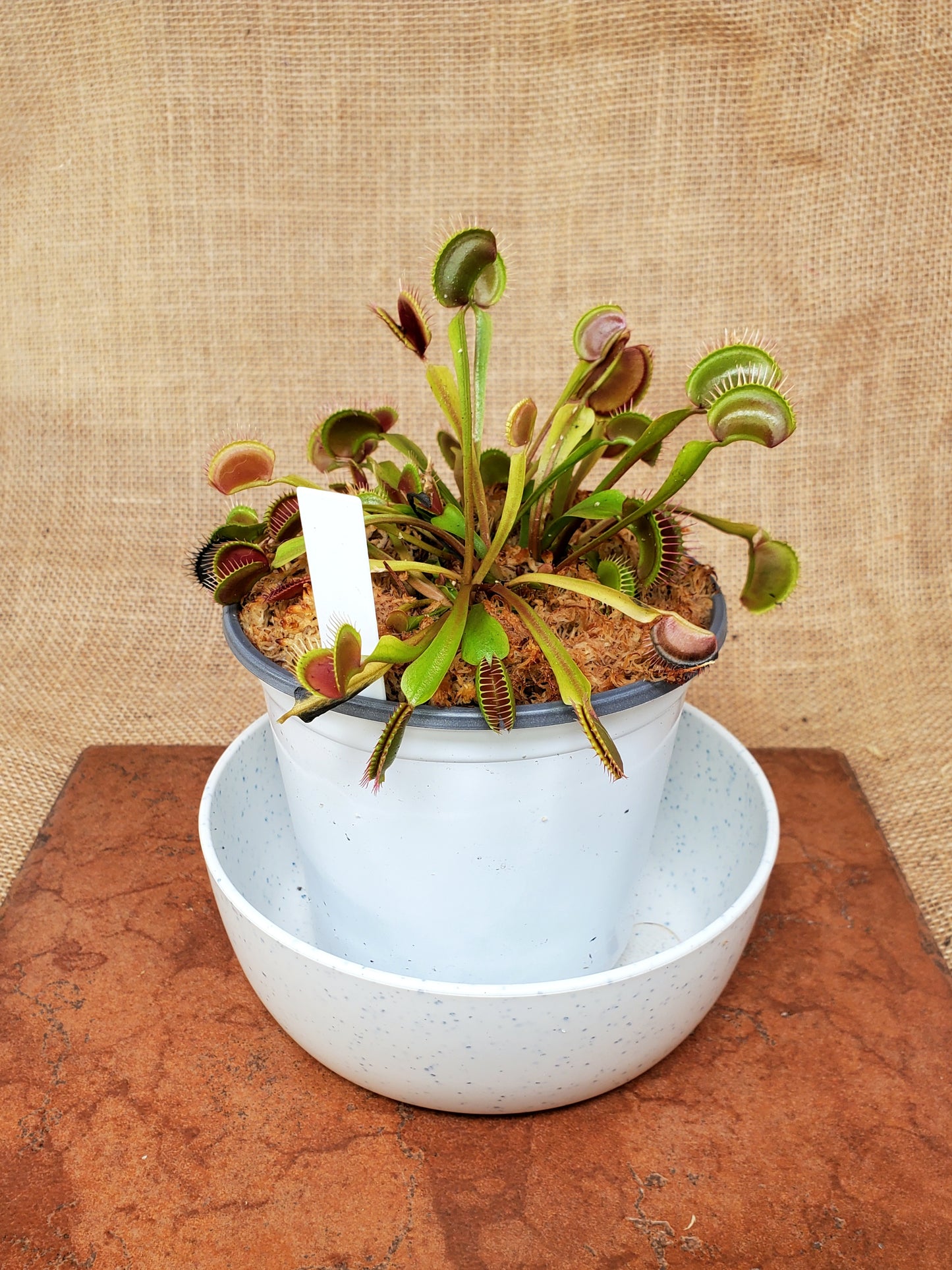 Common Large - Venus Flytrap Carnivorous Live Plant