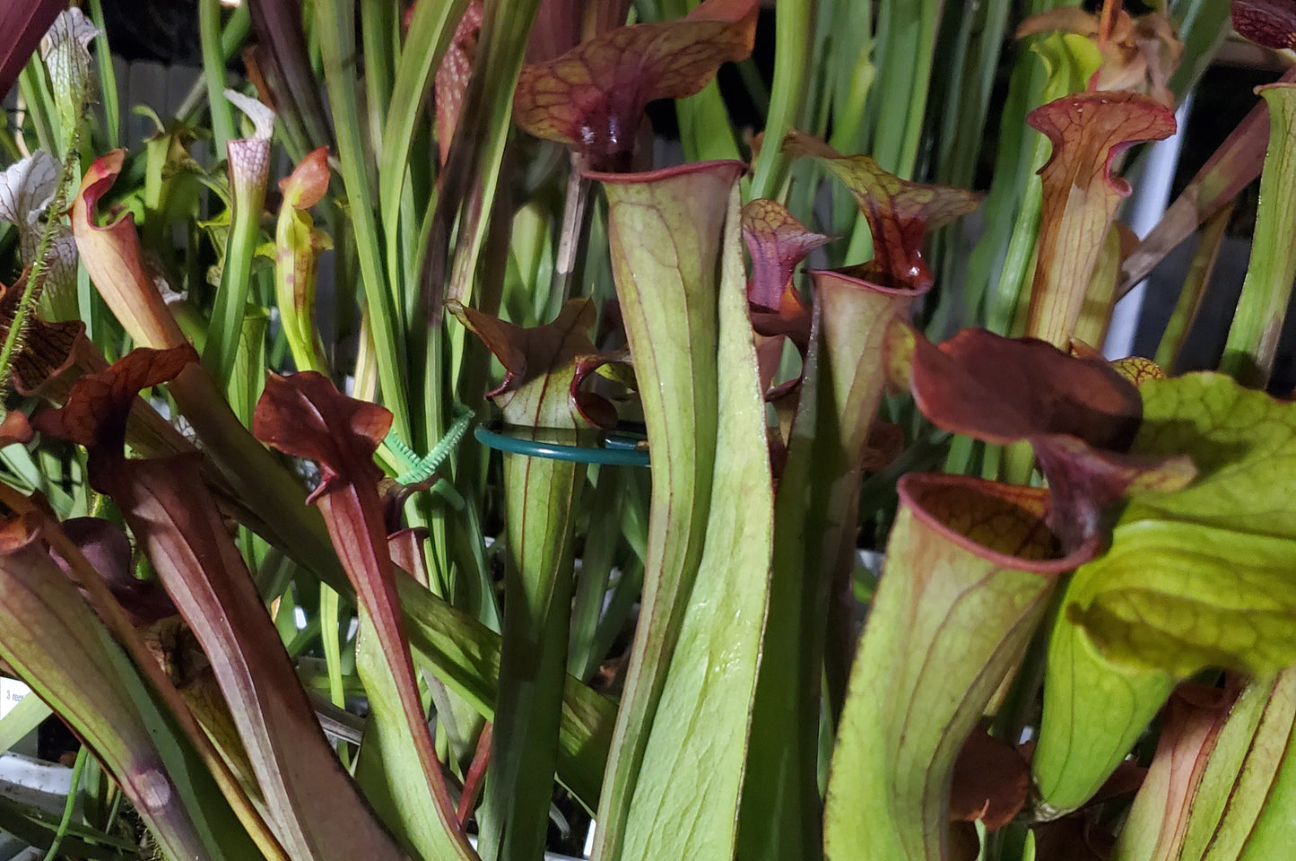 Pitcher Plant - Sarracenia Oreophila x Cuprea Hybrid Carnivorous Live Plant