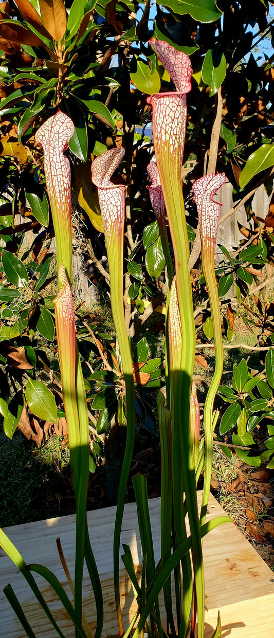 Pitcher Plant - Sarracenia Leucophylla Live Oak Creek Okaloosa Co FL – S453 Carnivorous Live Plant