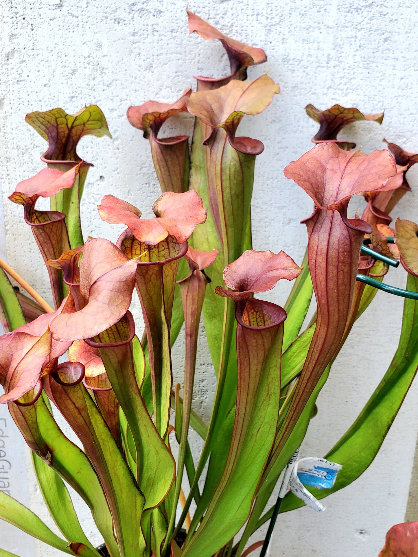 Pitcher Plant - Sarracenia Oreophila x Cuprea Hybrid Carnivorous Live Plant