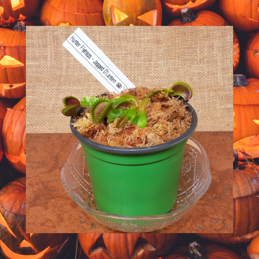 Hunter Flytraps "Jagged O' Lantern" (MM x MM 2020 #2) - Venus Flytrap Carnivorous Plant