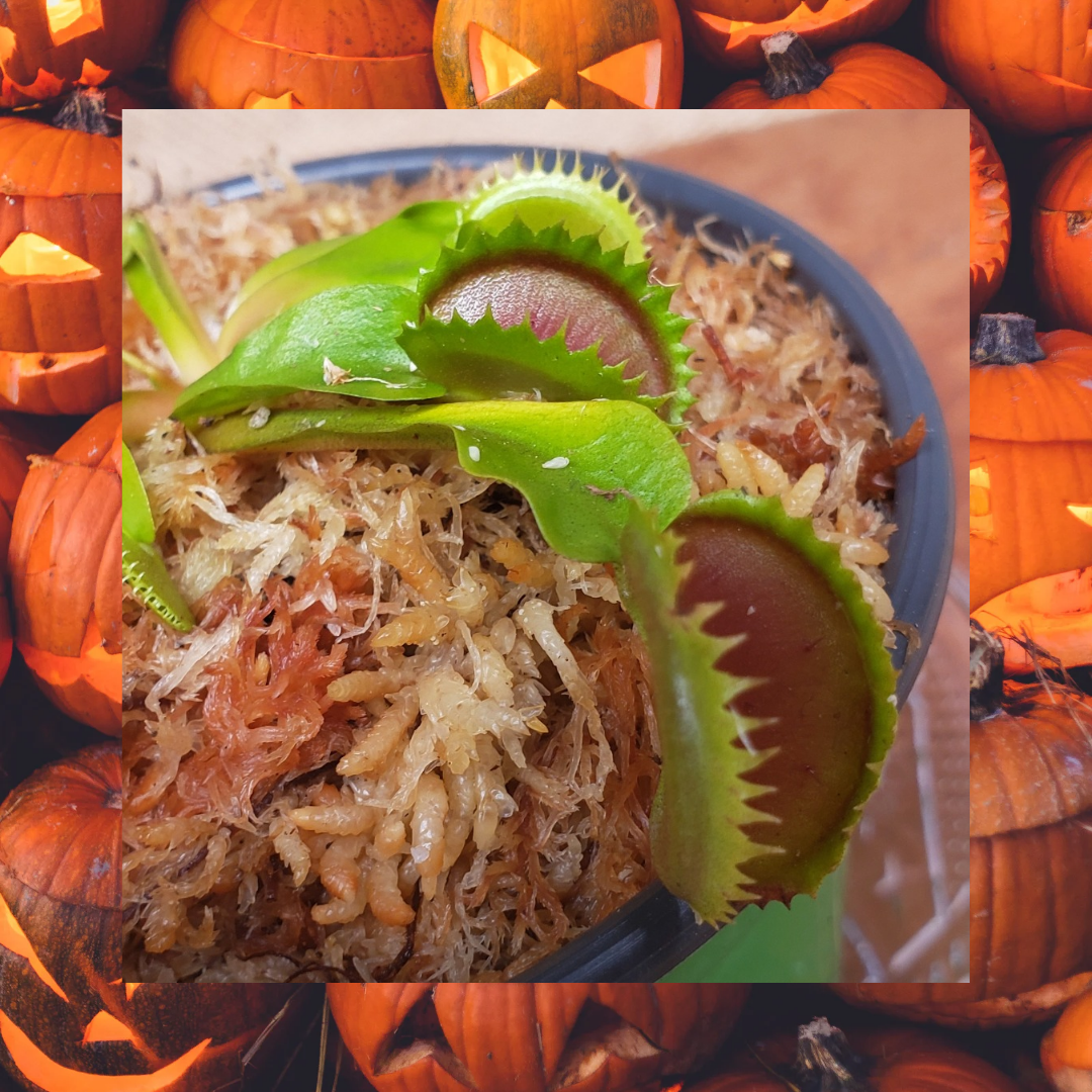 Hunter Flytraps "Jagged O' Lantern" (MM x MM 2020 #2) - Venus Flytrap Carnivorous Plant