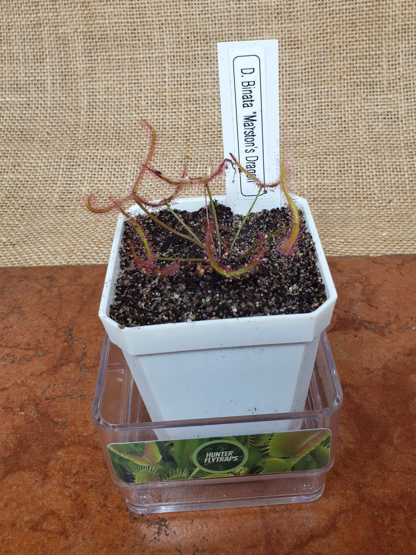 Drosera Marston's Dragon x Binata Sundew - Carnivorous Plant