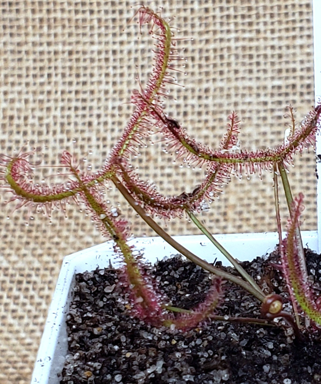 Drosera Marston's Dragon x Binata Sundew - Carnivorous Plant