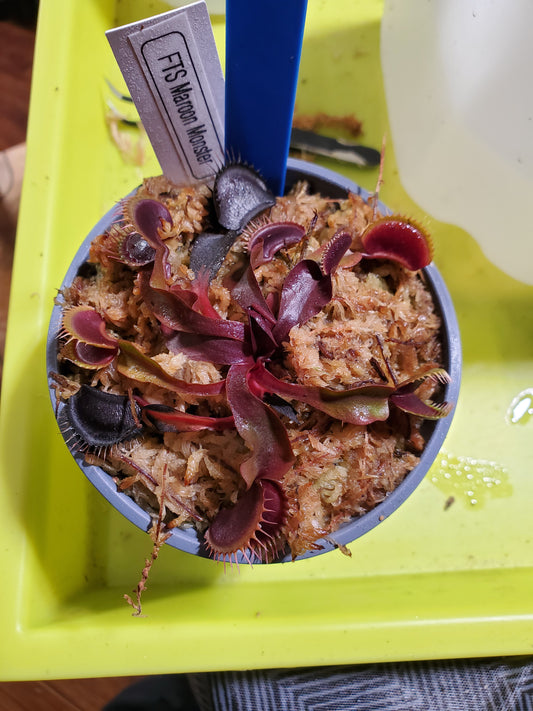 FTS Maroon Monster Large mature - Venus Flytrap Carnivorous Plant