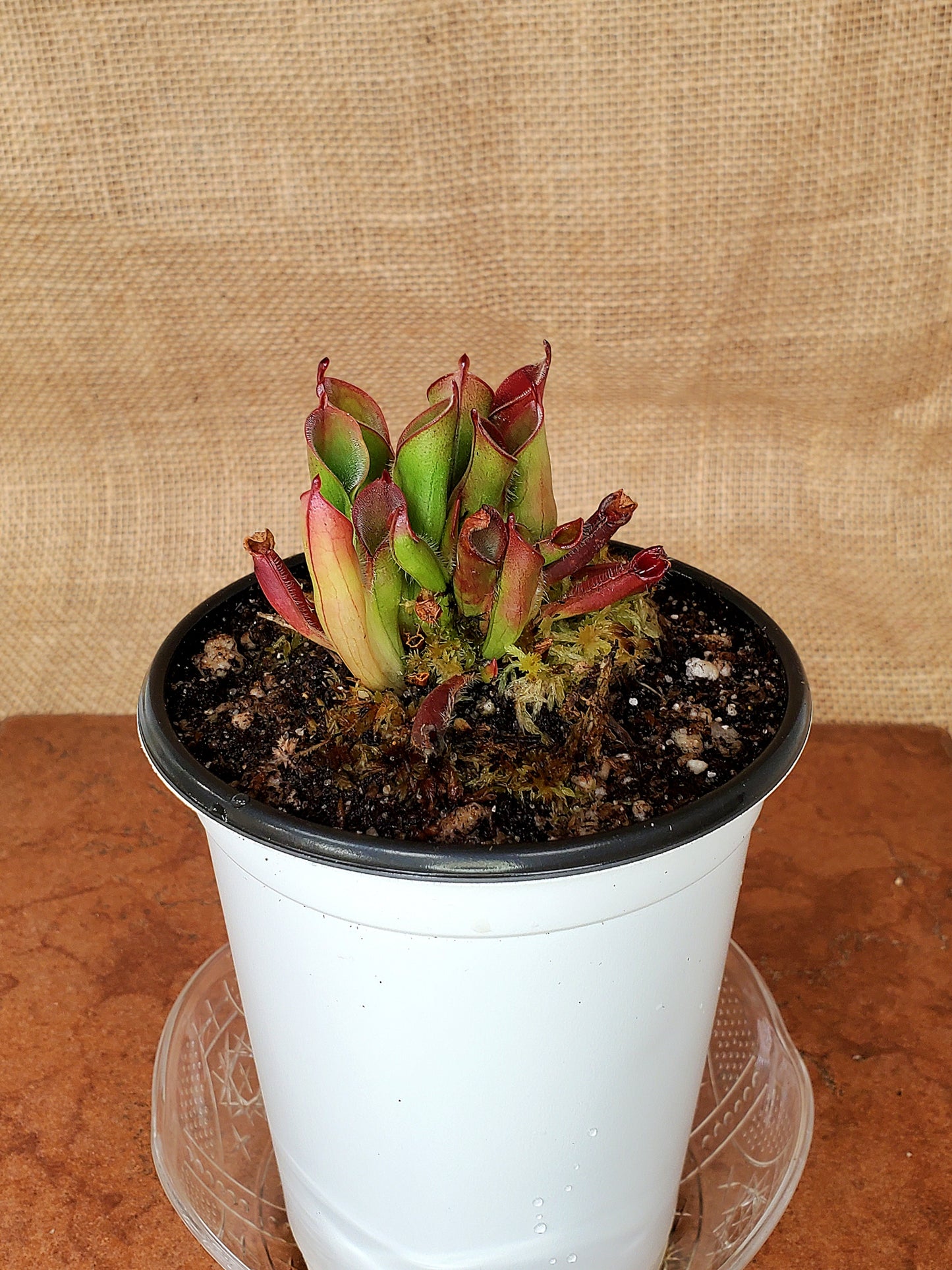 Heliamphora Minor Pitcher Plant - Carnivorous Live plant