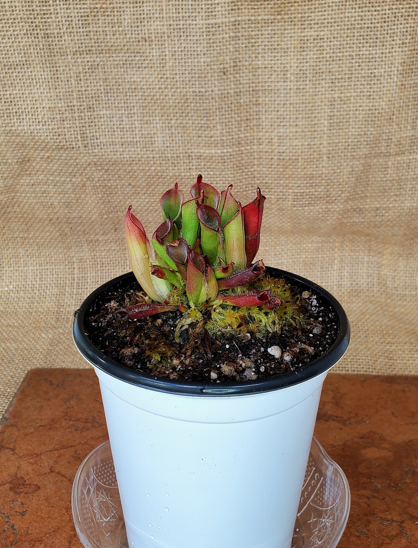 Heliamphora Minor Pitcher Plant - Carnivorous Live plant