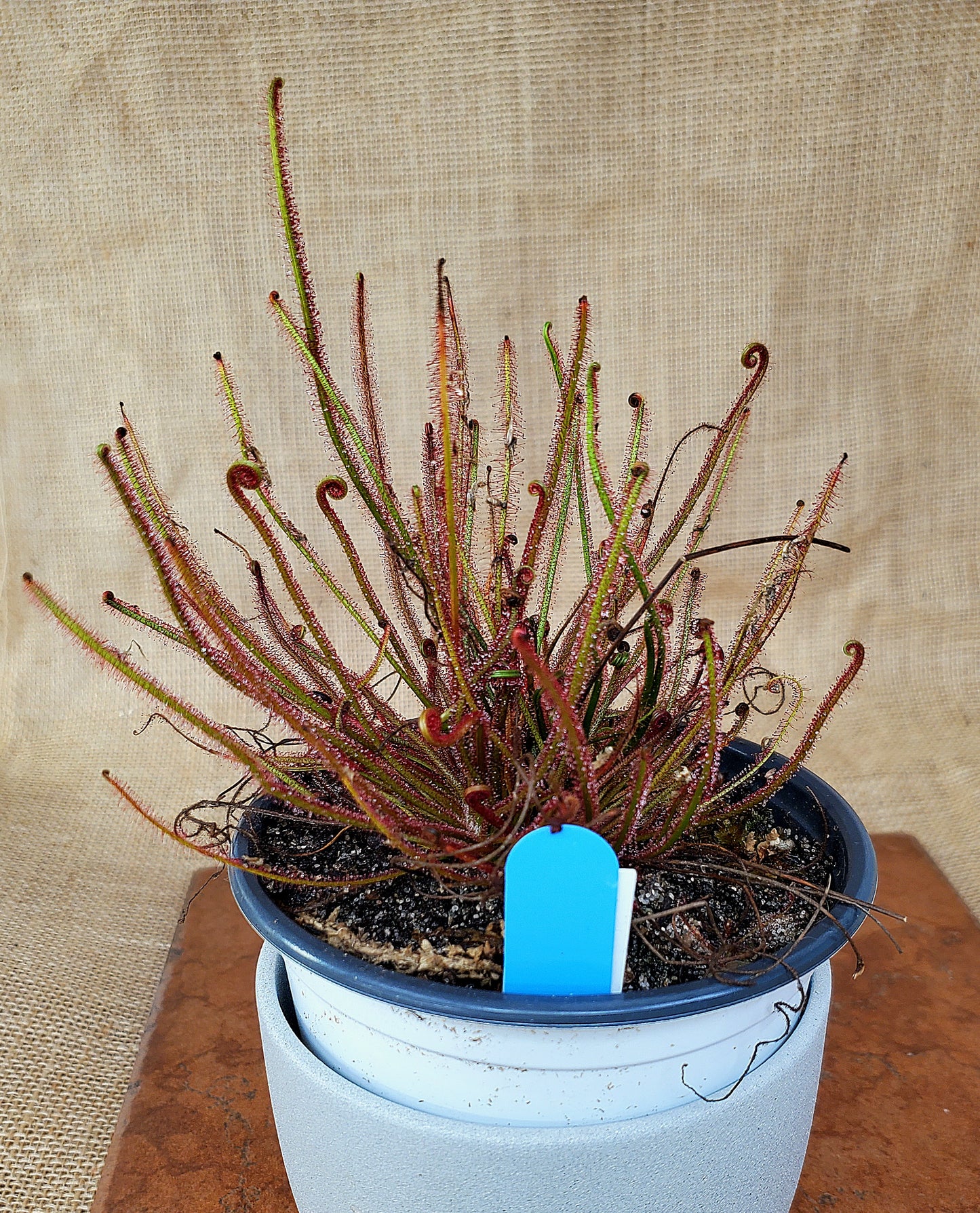 Drosera Filiformis Floridiana x Floridiana - Thread leaved sundew - Live Plant