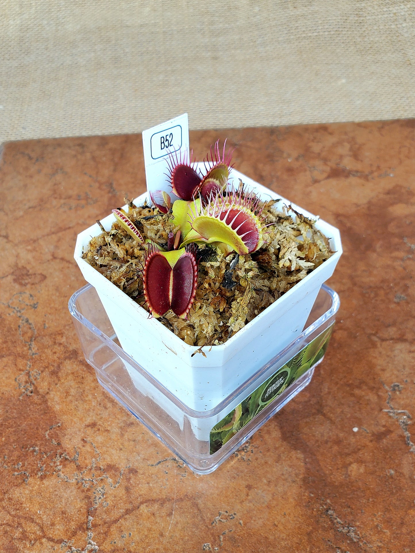 B52 - Venus Flytrap Carnivorous Plant Young Adult