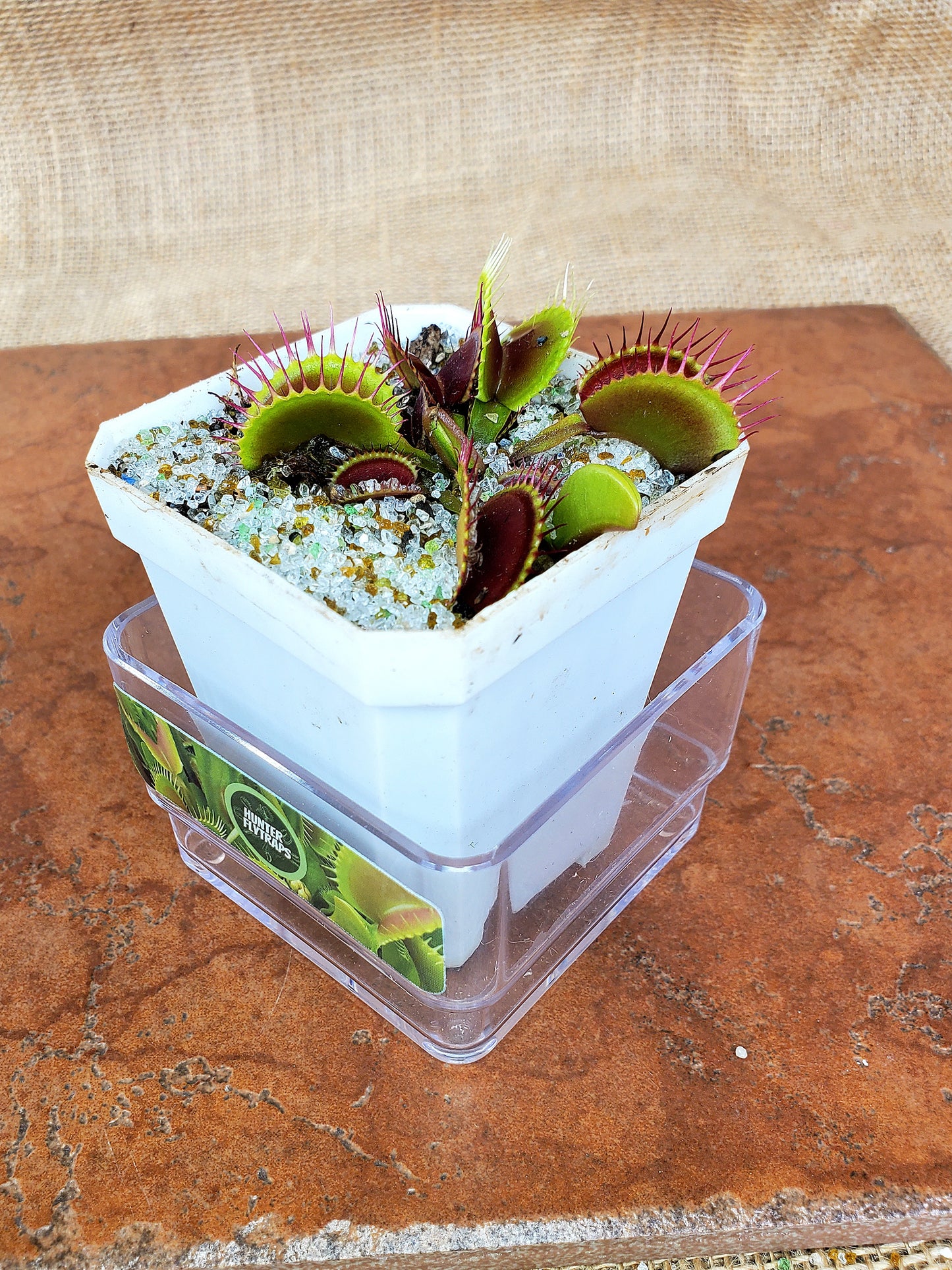 Hunter Flytraps Bleeding Gums Murphy typical- Venus Flytrap Carnivorous Live Plant (LARGE)