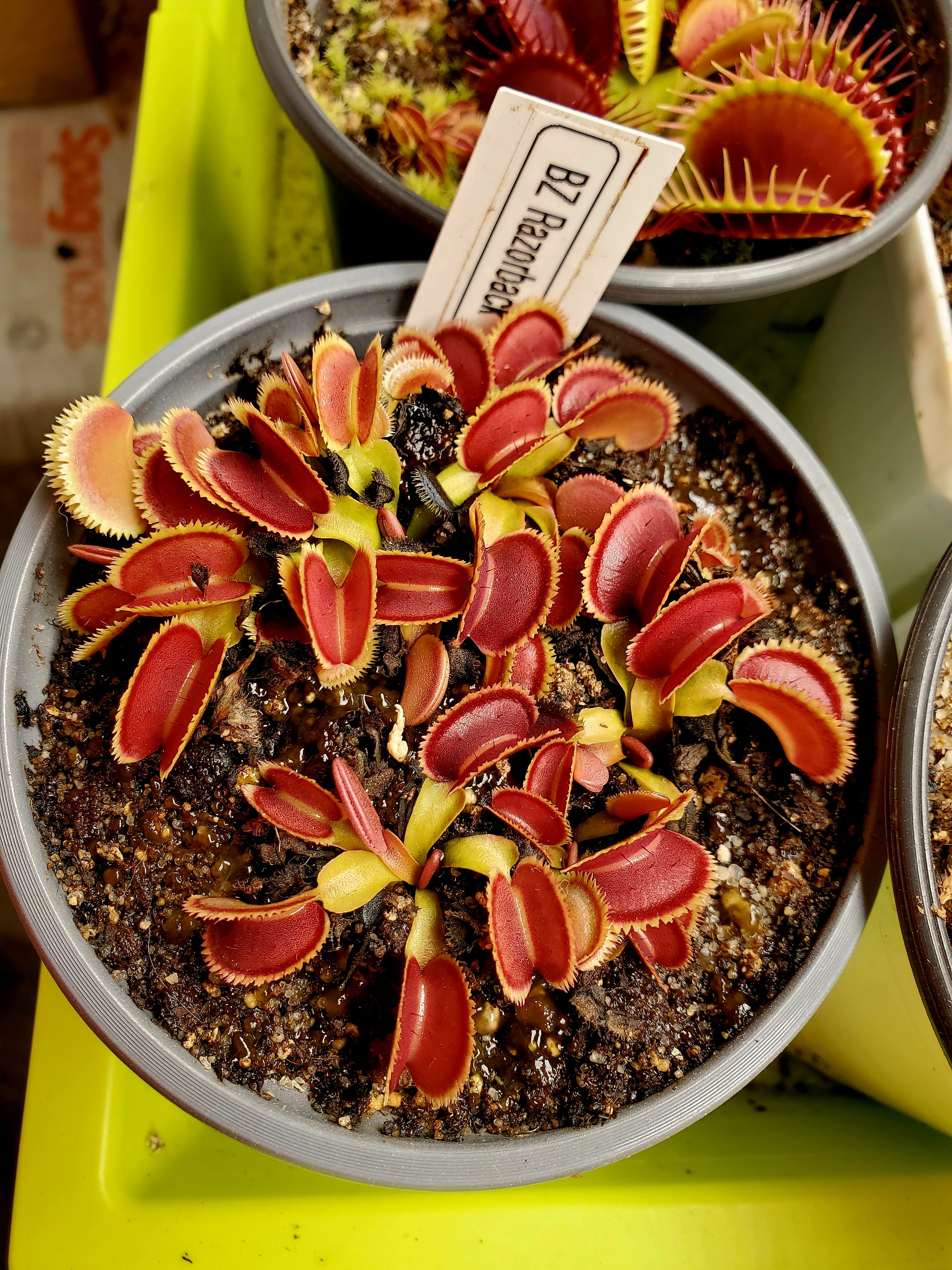 ウボォーギンギン BZ Razorback - Venus Flytrap Carnivorous Plant – Hunter Flytraps