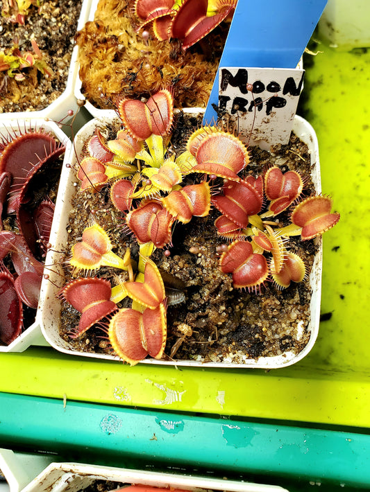 Moon Trap - Venus Flytrap Carnivorous Plant