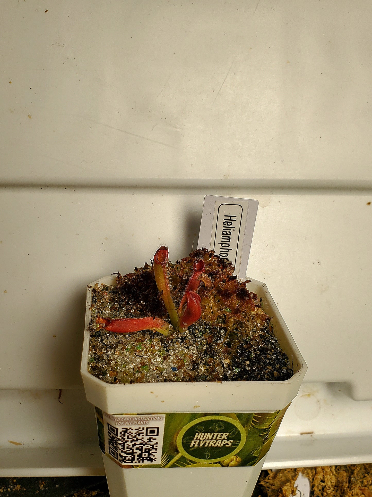 Heliamphora Minor Pitcher Plant - Carnivorous Live plant