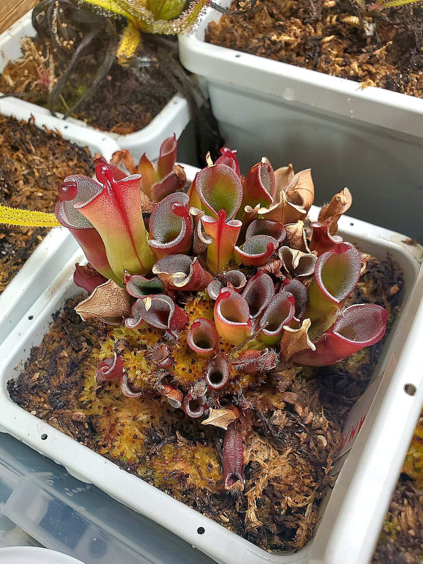 Heliamphora Minor Pitcher Plant - Carnivorous Live plant