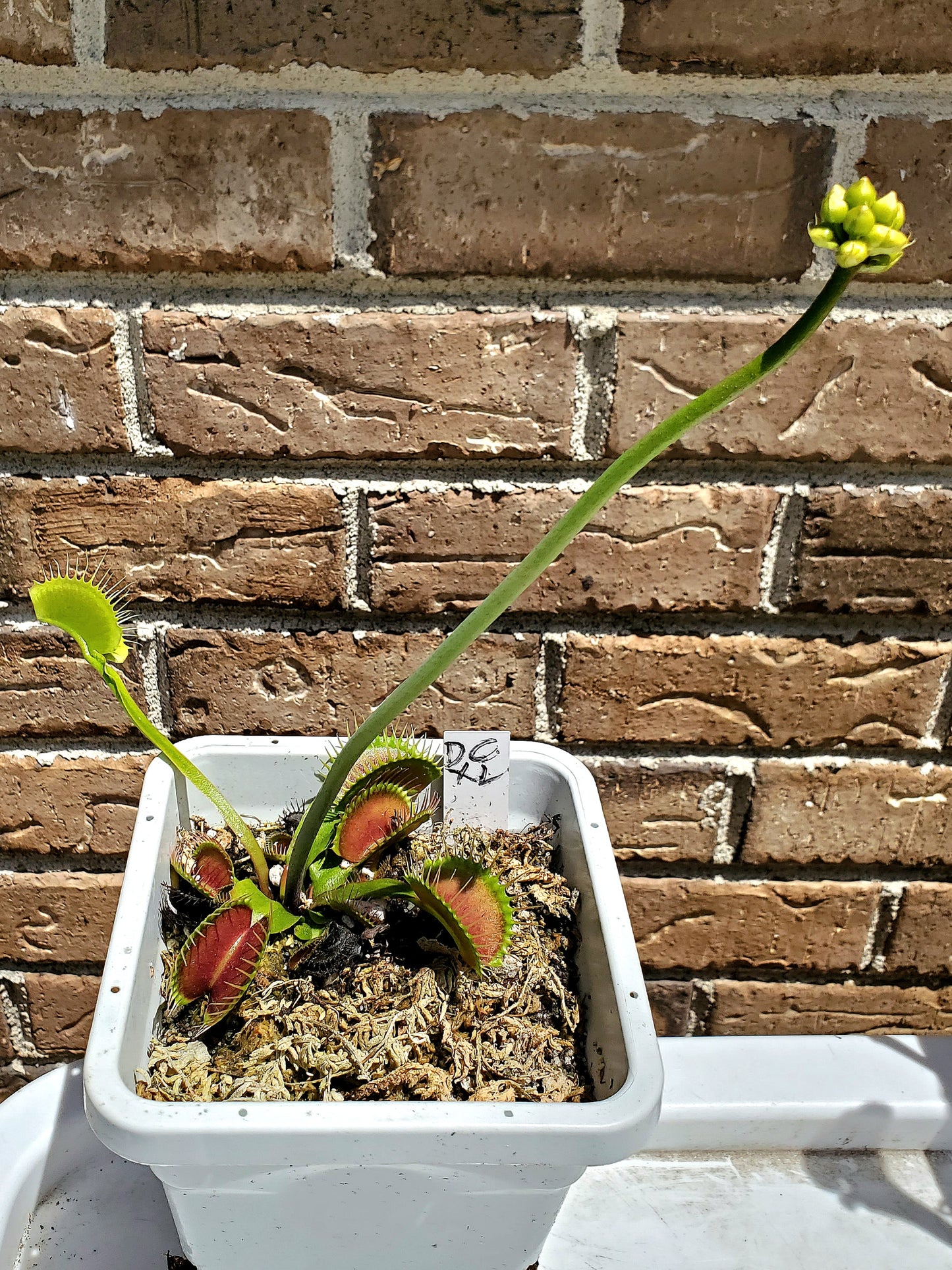 Get me that plant - DCXL 001 venus flytrap
